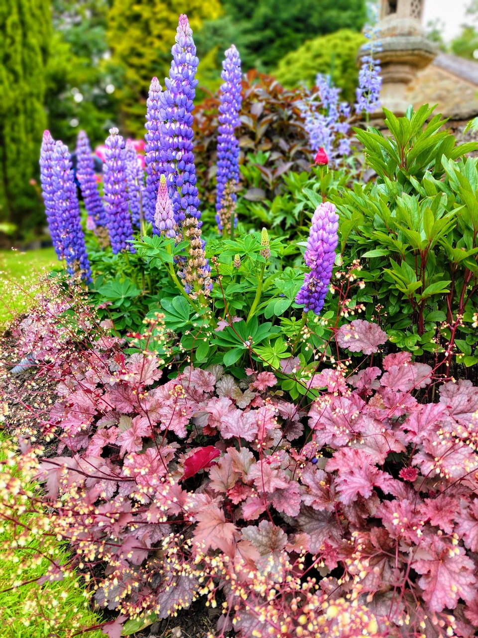 Purple lupins rising above pink and burgundy foliage in a colourful garden border